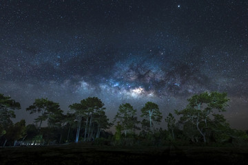 Naklejka premium Milky Way over pine trees, Phu Kradueng National Park, Thailand