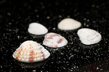 beautiful sea shells on a black background and sand