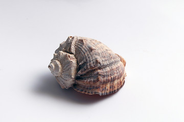 Beautiful seashell on white background