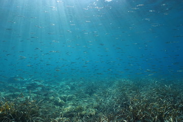 A school of small fish underwater in the Mediterranean sea, natural light, Spain, Costa Brava
