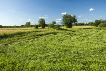 Fototapeta na wymiar Mowing grass in the meadow
