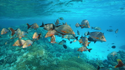 Shoal of fish humpback red snapper, Lutjanus gibbus, underwater on a reef in the Pacific ocean,...
