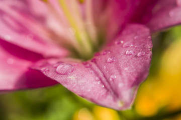 Water drops on a flower petal
