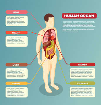 Human Organs Anatomical Poster