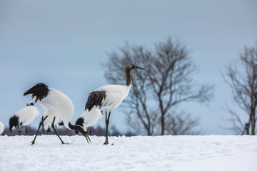 Japanese Red Crowned Crane