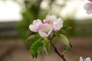 Fototapeta premium Beautiful Spring Blossom