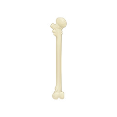 Humeral upper extremity - long bone in the arm. Part of human skeleton. Detailed anatomical illustration. Flat vector design for medical brochure or placard