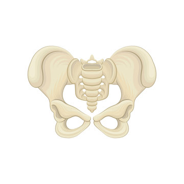 Structure of pelvic bones. Lower part of the trunk of the human body. Graphic design for medical poster or educational anatomy book. Detailed flat vector icon