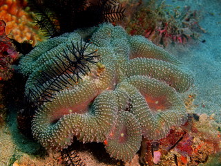 Stone coral