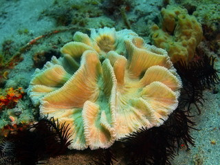 Stone coral