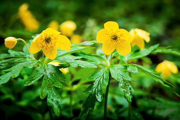 flowers of anemones in the forest on a clearing, spring day