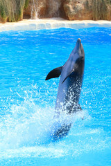 Obraz premium A dolphin playing in blue water, Tenerife