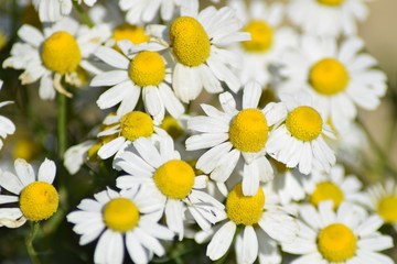 Chamomile flower in nature macro 