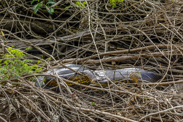 Anaconda in the jungle of Surinam