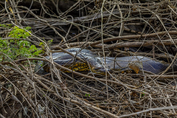 Anaconda in the jungle of Surinam