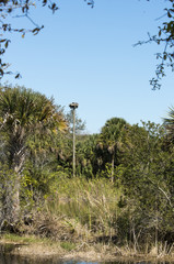 nid articiel, Balbuzard pêcheur, Pandion haliaetus, Parc national des Everglades, Floride, Etats Unis