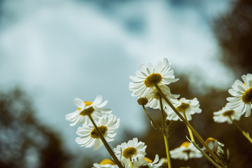 Obraz premium bottom view of chamomile flowers