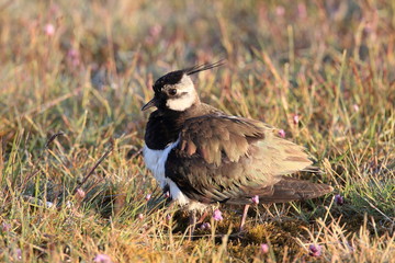 Northern lapwing (Vanellus vanellus) keeping it's chick warm  Sweden