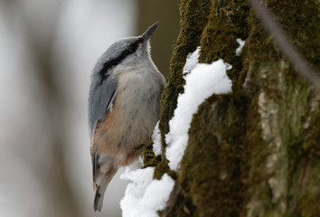 Eurasian nuthatch wood nuthatch (Sitta europaea) clinging on a branch. European nuthatch on the forest floor in typical pose.  Ukraine, 2018.