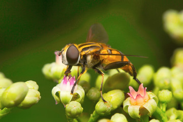 Fly , Unidentified , Aarey Milk Colony , INDIA