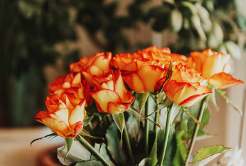 Close up image of beautiful orange roses