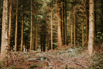 Fresh forest in early spring, nature background