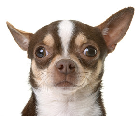 Obraz premium chihuahua in studio