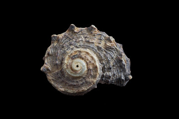 Seashell isolated on a black background.