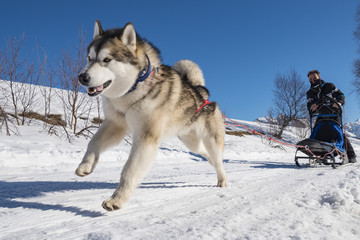 Sled Dog