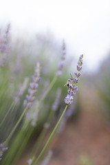 Obraz premium flower