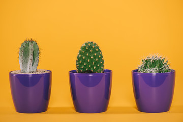 Beautiful green cactuses growing in purple pots on yellow