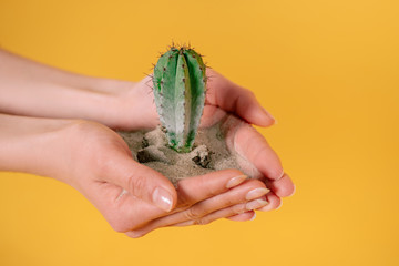 cropped shot of human hands holding cactus in soil and sand isolated on yellow
