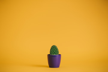 beautiful green cactus in purple pot on yellow