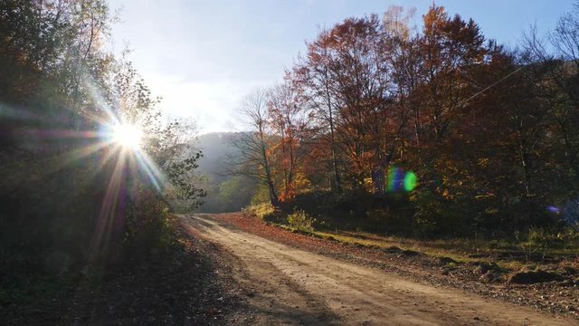 Camera movement on the forest road and the sun shining through the foliage