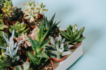 Close-up view of various beautiful green succulents in pots on grey