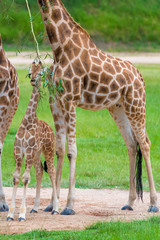 Young baby giraffe with its mother, African native animals