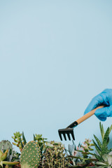 close-up view of human hand in glove holding rake and green succulents isolated on grey