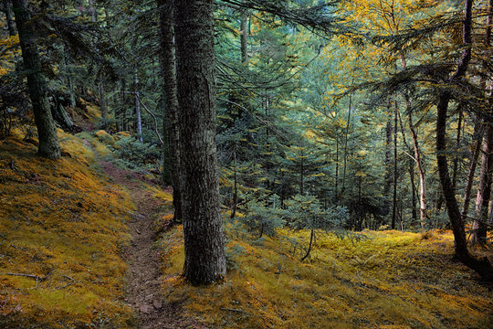 Bosque en el parque natural del Alto Pirineo