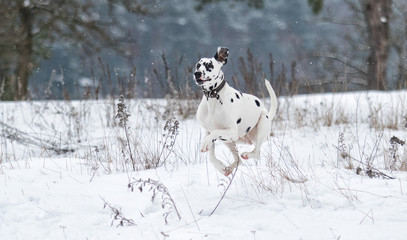 Fototapeta na wymiar Dalmatian dog jumping on snow