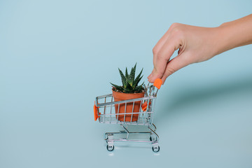 close-up partial view of human hand holding shopping trolley with succulent in pot on grey
