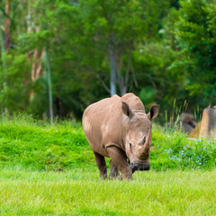 Fototapeta premium Southern white rhinoceros, endangered African native animals