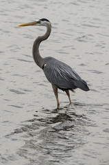 Heron cendré; Ardea cinerea, Grey Heron