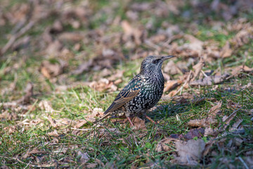 Starling(Sturnus vulgaris) sitting on the grass