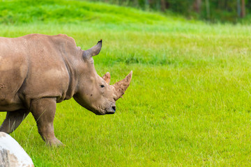 Obraz premium Portrait of Southern white rhino, endangered African native animal