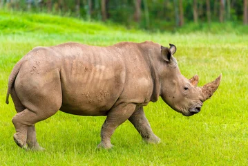 Foto op Plexiglas Portrait of Southern white rhino, endangered African native animal © stanciuc
