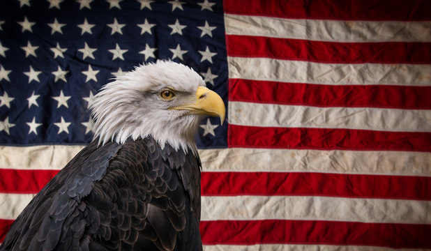 American Bald Eagle with Flag.