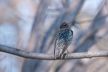 Starling on the tree. European Starling (Sturnus vulgaris)