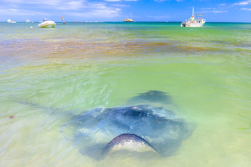 Spectacular landscape of Hamelin Bay in Margaret River Region, WA. Big Australian Eagle Ray close to shore. Hamelin Bay is one of the best places in Australia to spot wild sting rays up close.