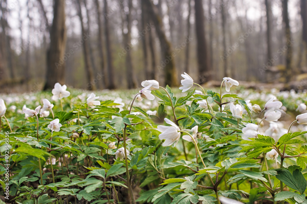 Canvas Prints beautiful wild white flowers in forest