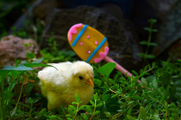 Little baby chicken with decorative Easter egg on the green grass. Happy holiday. Wonderful magic background